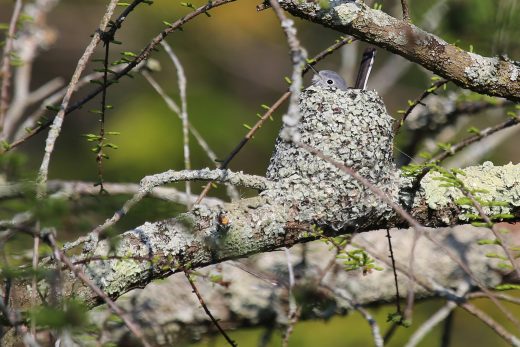 Un mosquitero gris azulado en el nido