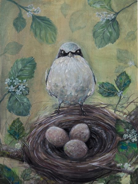 Una imagen de un alcaudón boba junto a su nido como ganador de la categoría juvenil