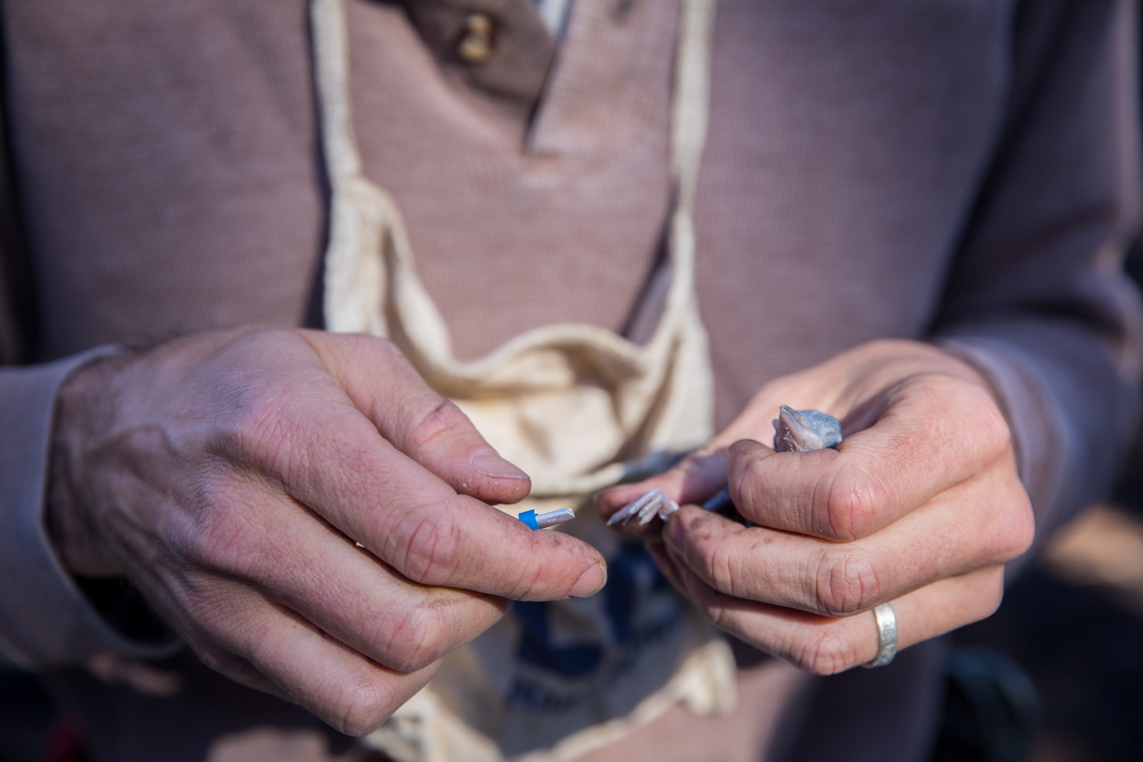 El polluelo siendo anillado.