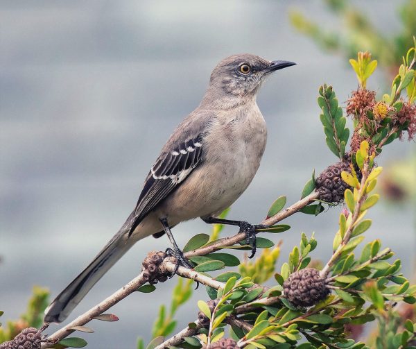 Una imagen de un ruiseñor del norte; un pájaro gris con alas más oscuras y un vientre más claro