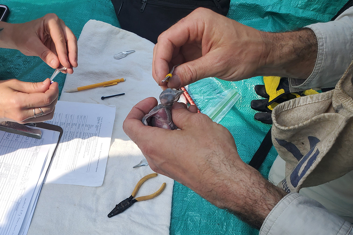 Un polluelo de pájaro carpintero de cresta roja es anillado por dos biólogos.