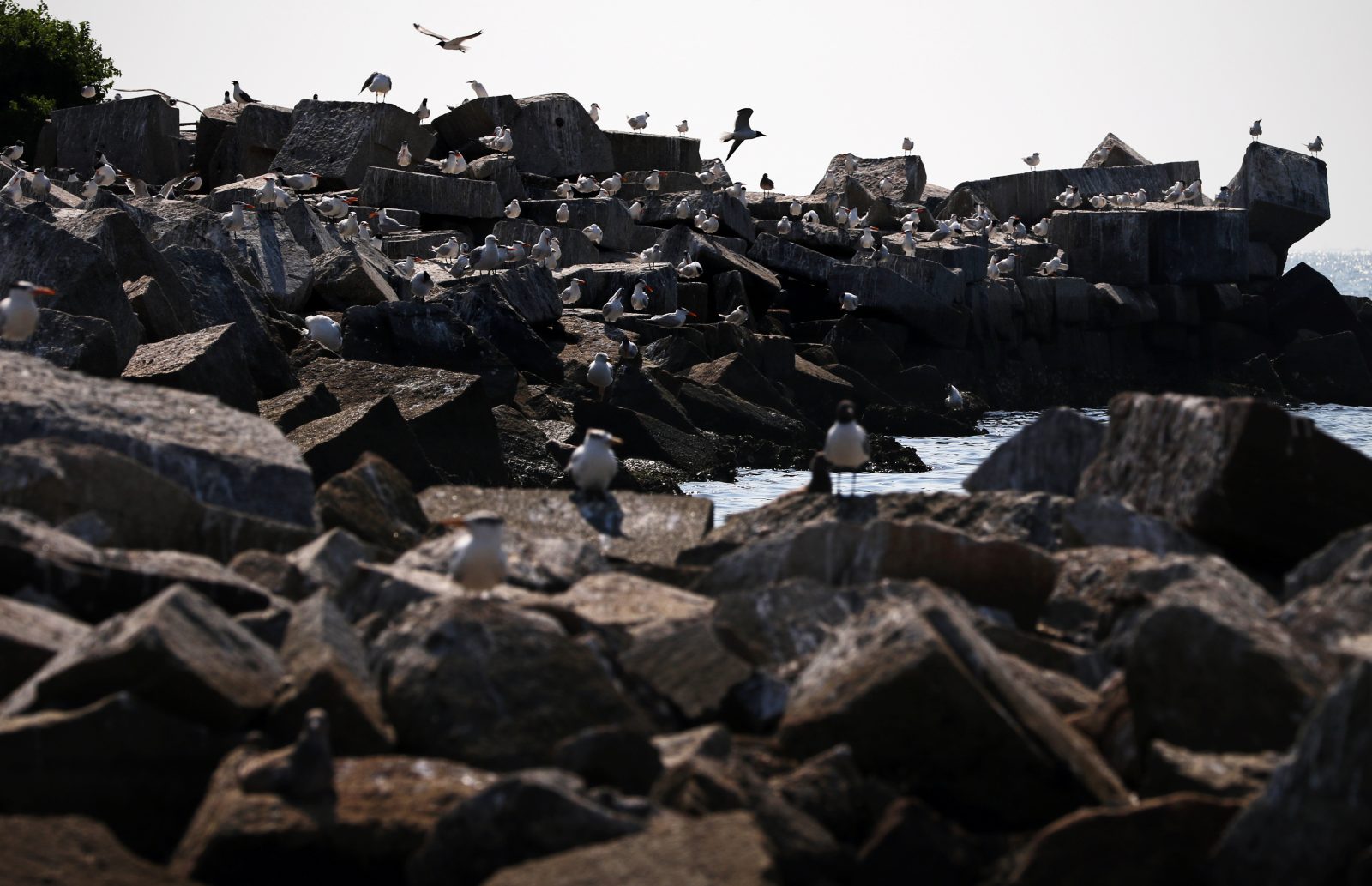 Charranes y gaviotas reidoras descansando en el Ft. Rip rap de lana. 