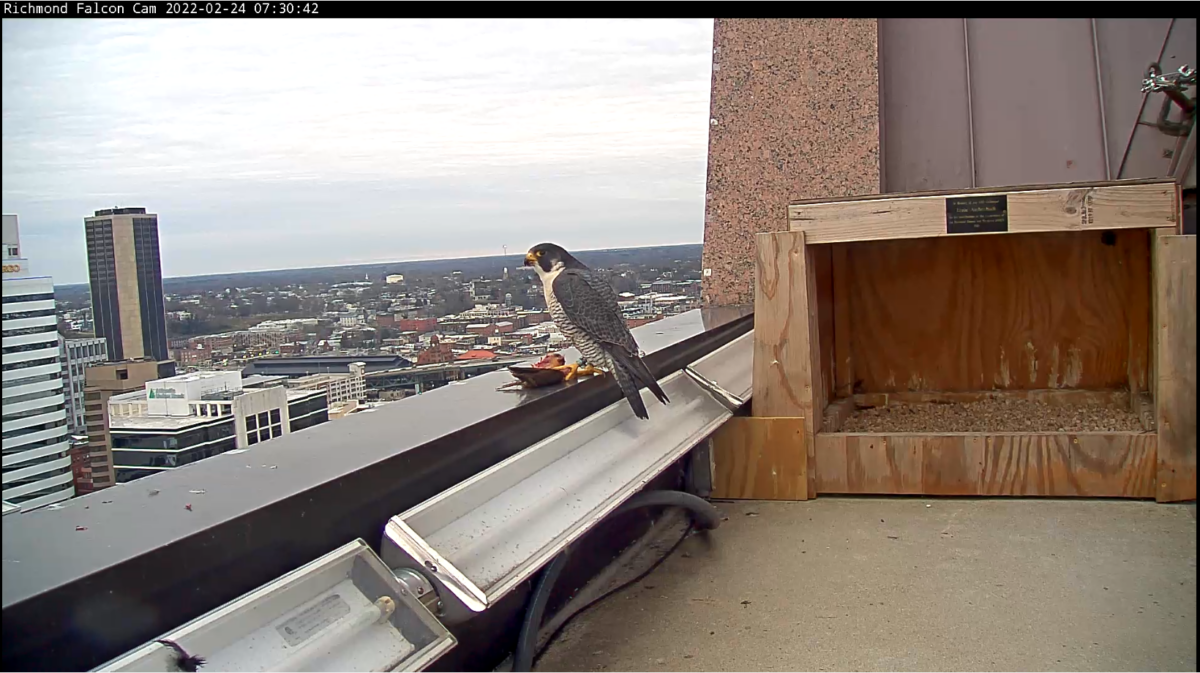 59/BM (macho) se posa en lo alto de la cornisa junto a la caja nido con una presa capturada recientemente.