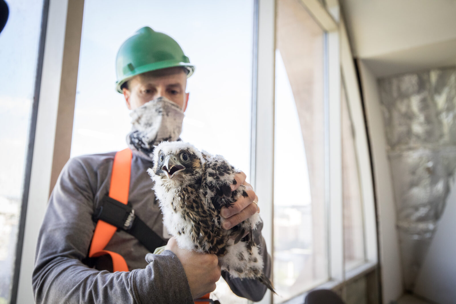 El polluelo se está preparando para ser liberado de nuevo en su caja nido