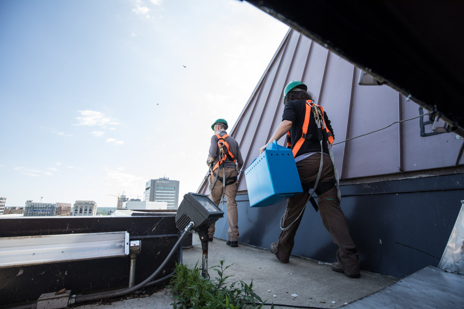 Biólogos de la DGIF dirigiéndose a la caja nido. Los halcones machos y hembras adultos se pueden ver volando en círculos sobre sus cabezas.
