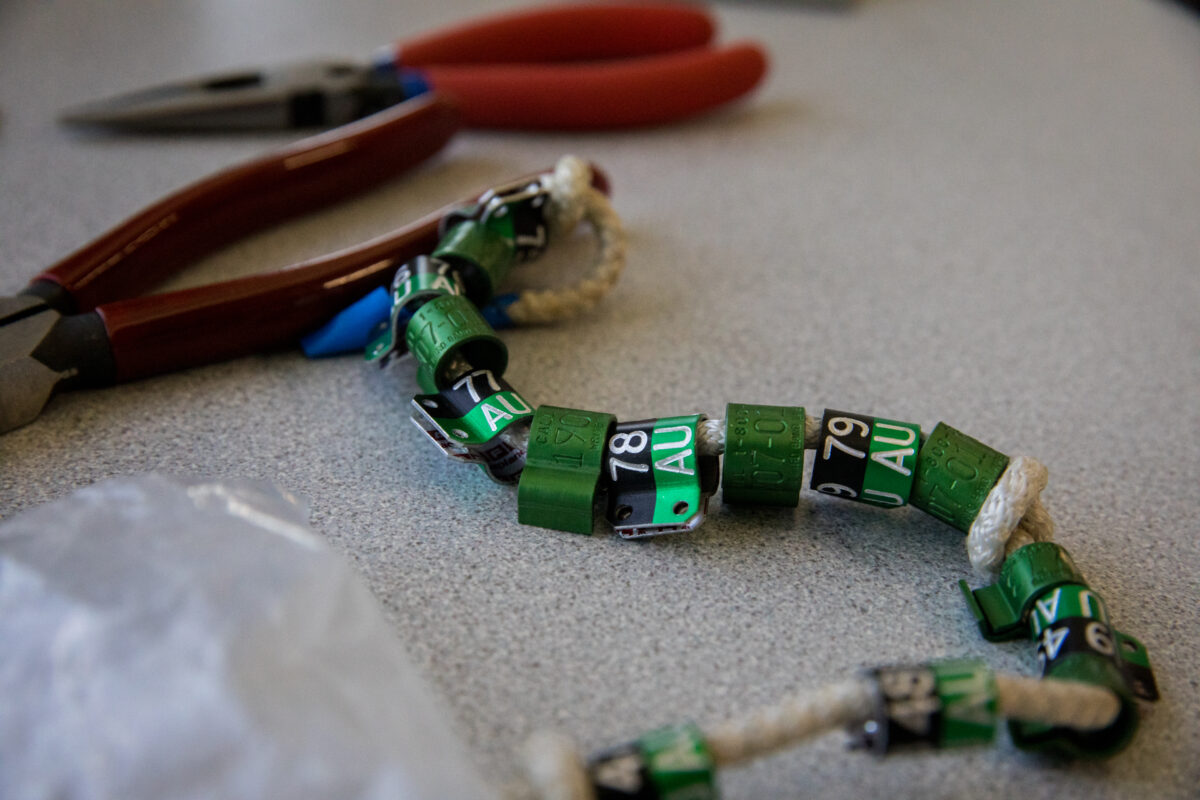 Una imagen de las bandas de las patas que recibirán los polluelos