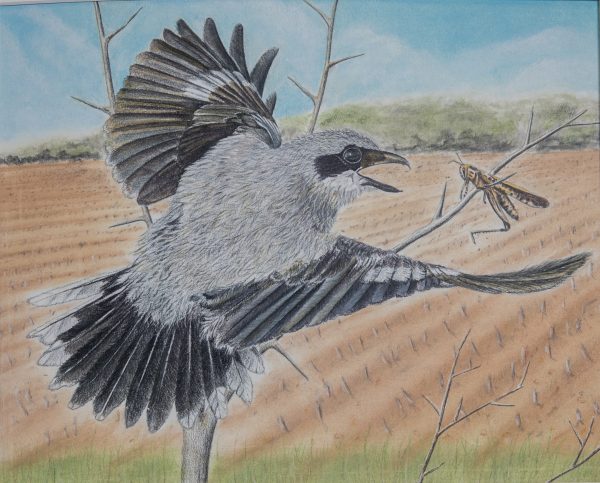 Haga clic para abrir la imagen en una nueva pestaña