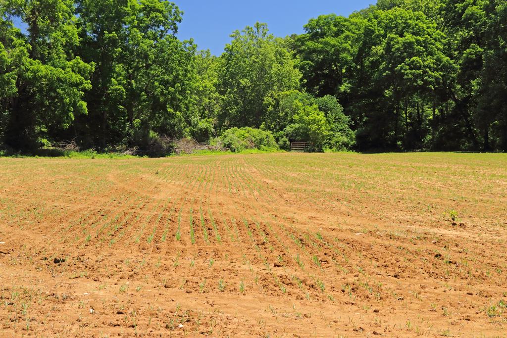 Las nuevas plántulas a mediados de junio se elevan desde el suelo en línea recta