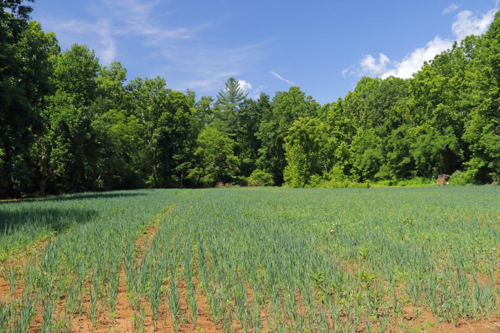 Las plántulas a mediados de julio lo suficientemente grandes como para cubrir la tierra anaranjada con sus hojas verdes