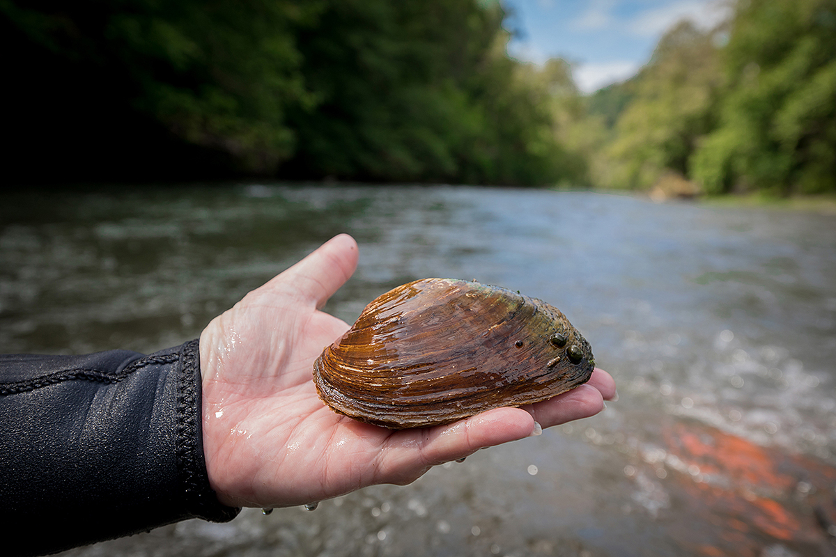 Una imagen de una persona sosteniendo un gran mejillón de agua dulce que es del tamaño de su mano; que se encontró en el río que se muestra detrás de ellos.