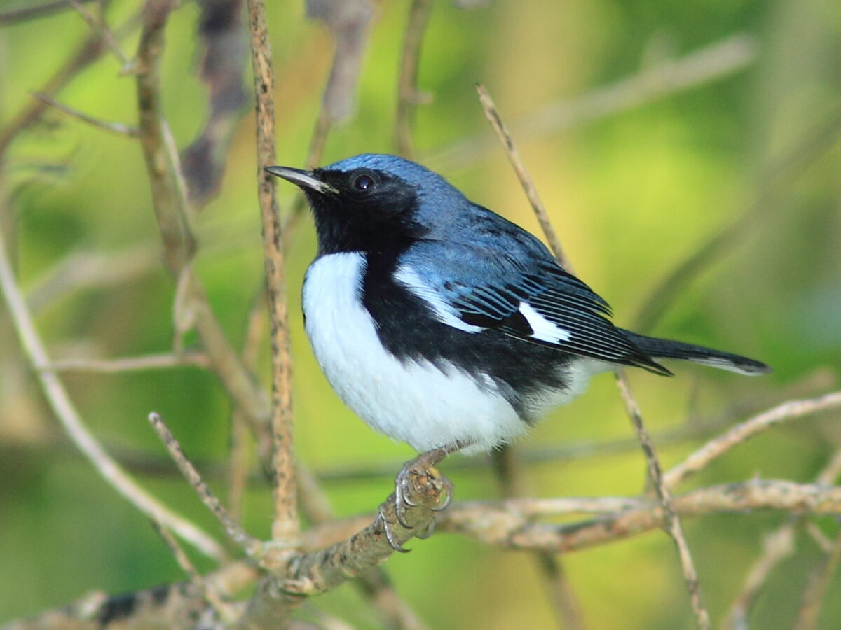 Una imagen de un macho de curruca azul de garganta negra, esta ave es blanca con el dorso, las alas y la corona azules; que tiene un gran perímetro negro que cubre la parte inferior de sus alas y la cara del ave