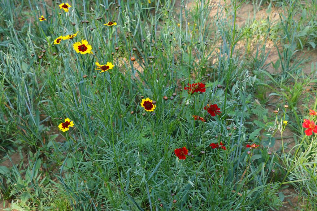 Coreopsis tinctoria y avena creciendo en el corredor de vida silvestre amigable con las codornices.