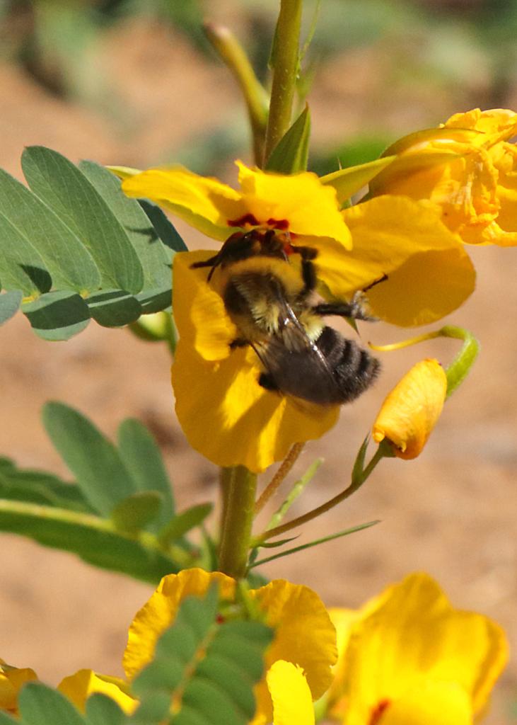 Una abeja bebiendo néctar de una flor amarilla