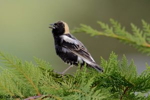 Un bobolink en un árbol