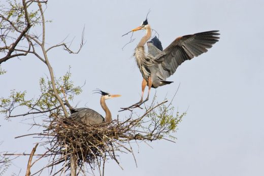 Una imagen de dos grandes garzas azules; Uno está sentado en un nido construido en la horquilla de un árbol y el otro sostiene un palo en la boca y aterriza en el nido