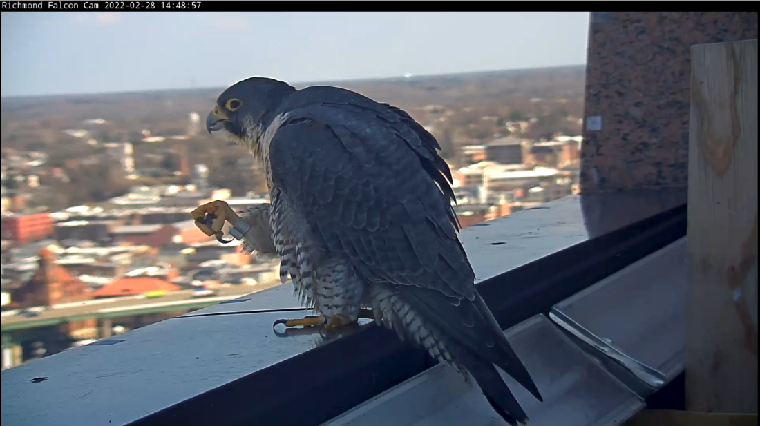 95/AK (hembra) en el proceso de enderezamiento/mantenimiento de sus plumas (también conocido como acicalamiento) en la repisa cerca de la caja nido