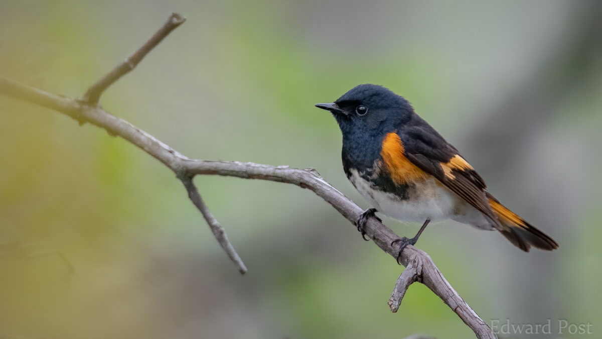 Colirrojo tizón americano macho en una rama