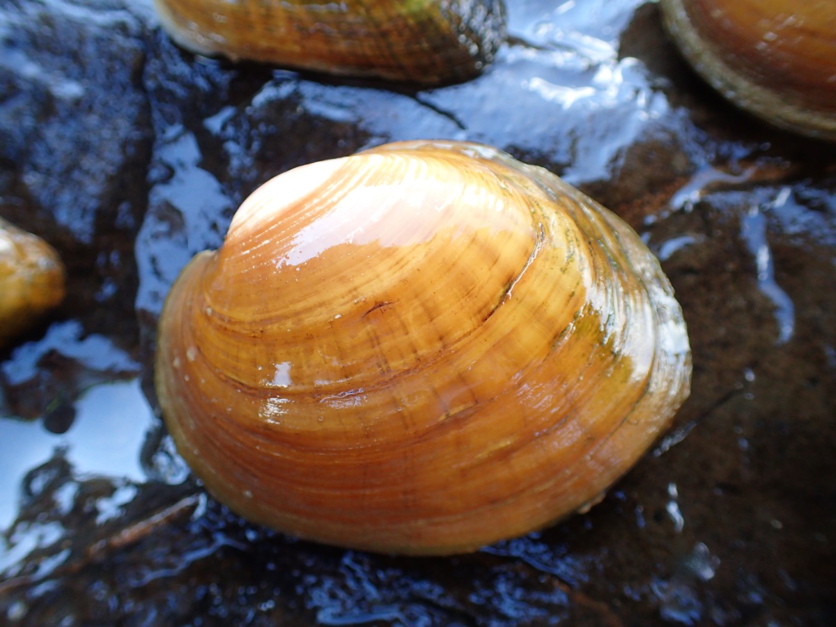 Una imagen de Mucket