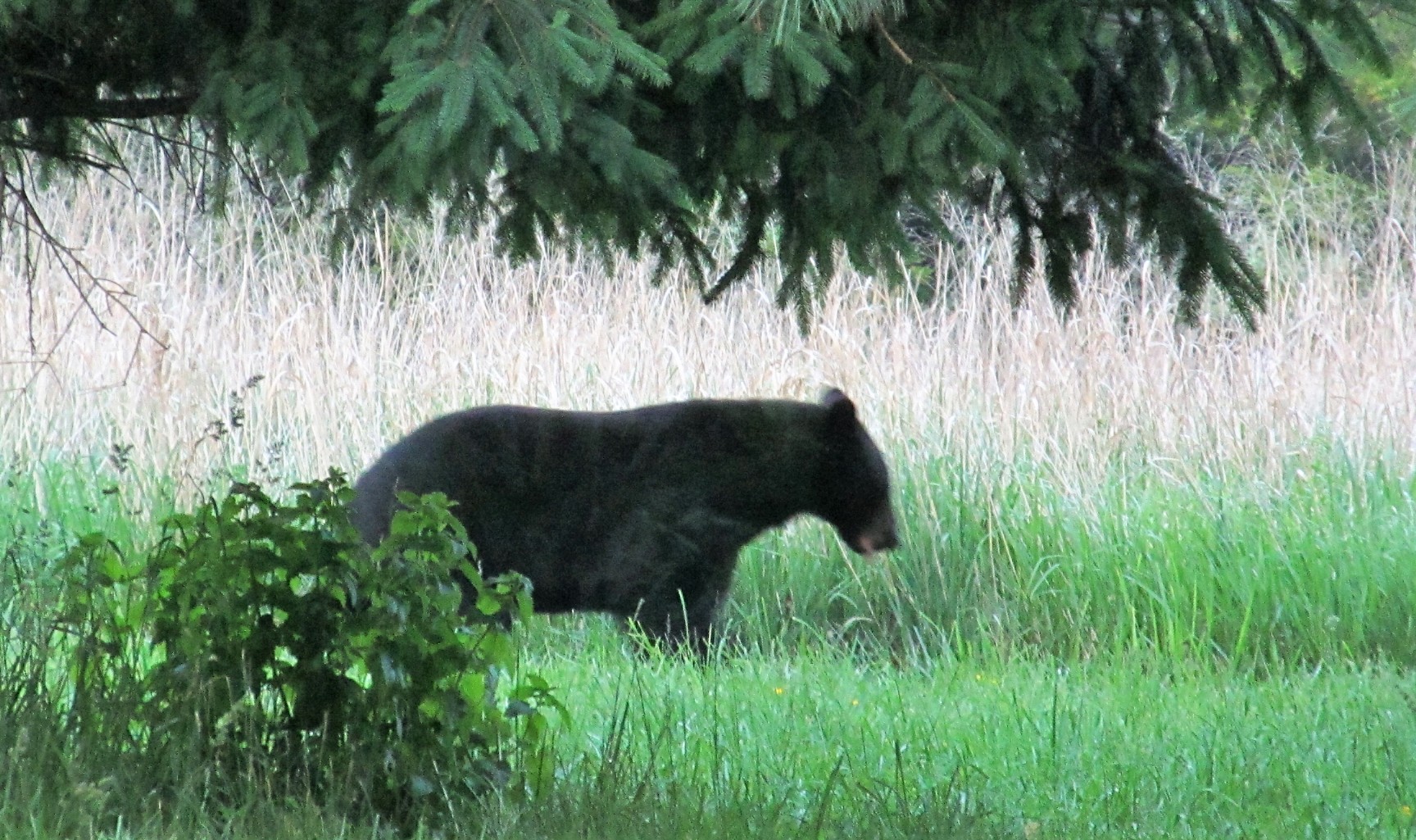 Una imagen de un oso negro de tamaño mediano que sugiere que se trata de un adulto joven