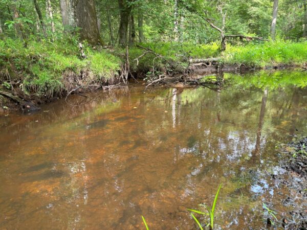 Hábitat típico donde se puede encontrar mejillón enano de cuña.