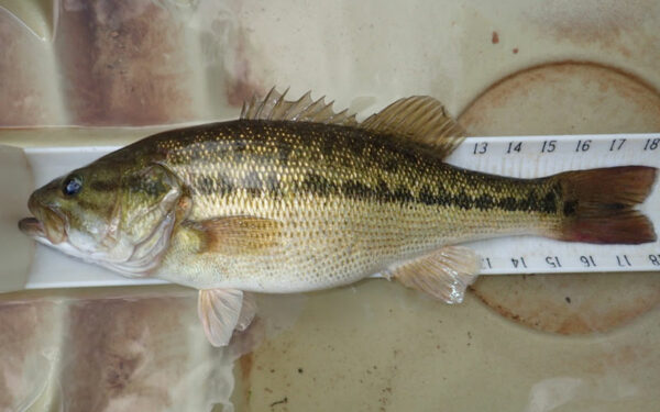 Una imagen de Alabama Bass