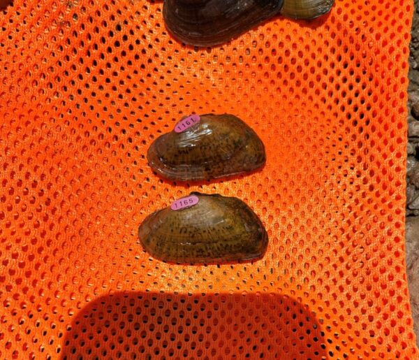 Una imagen de Elktoe