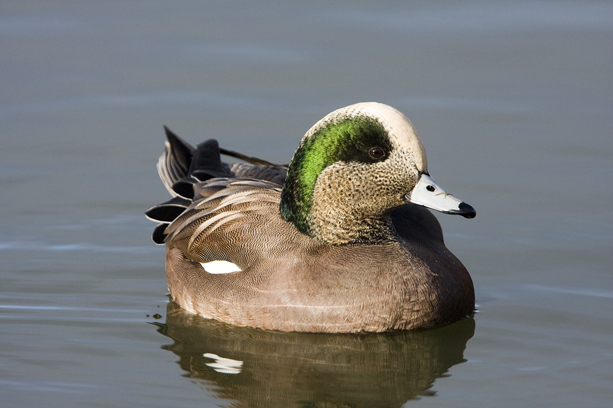 Una imagen de un pato macho con cuerpo beige y cabeza bronceada; El ave tiene una corona blanca y una raya verde cerca de su ojo, lo que la hace fácilmente reconocible