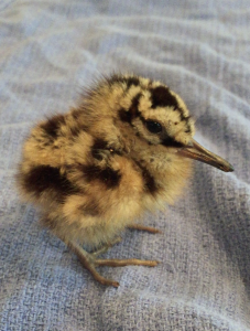 Pichoncillo americano