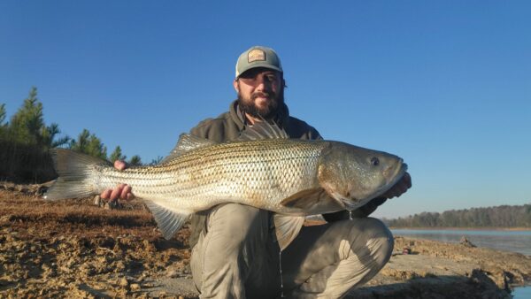 El pescador Derek Merricks posando con una lubina rayada. lo pescó en el embalse de Little Creek.