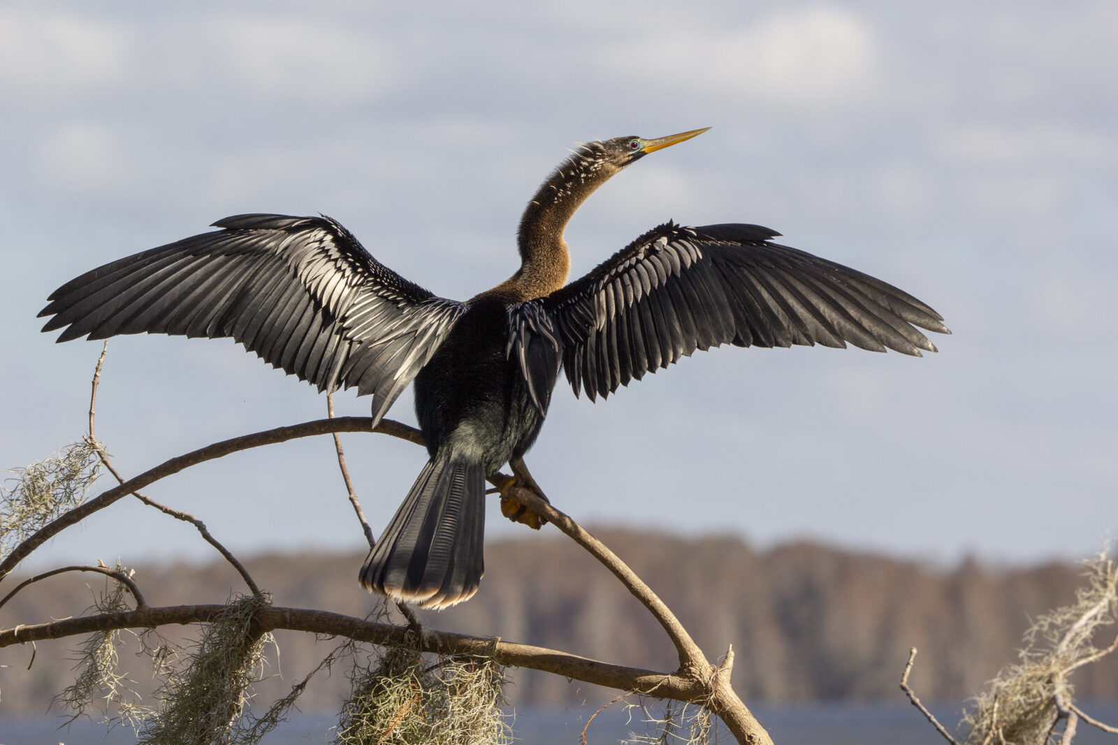 Una imagen de un anhinga con las alas extendidas