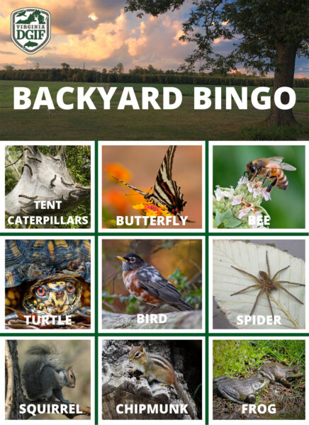 Haga clic para abrir una versión en PDF del tablero de bingo Backyard - edición animal