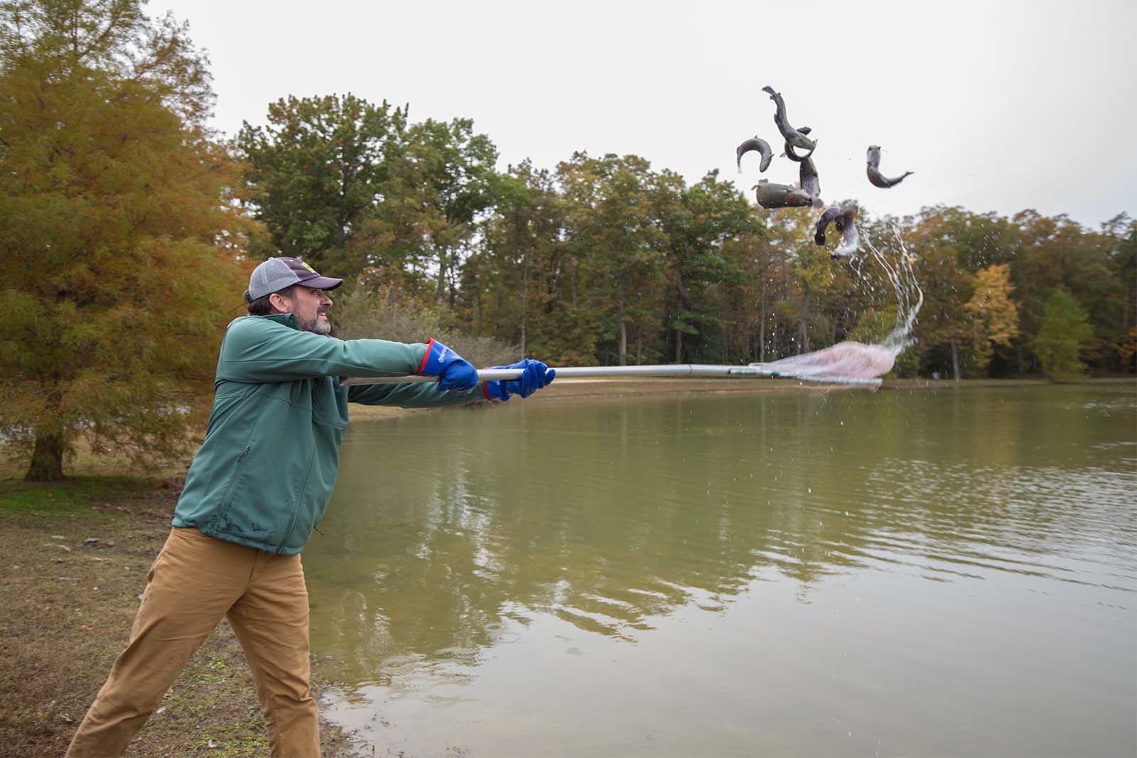 Un funcionario del DWR usando una red para almacenar peces en un lago