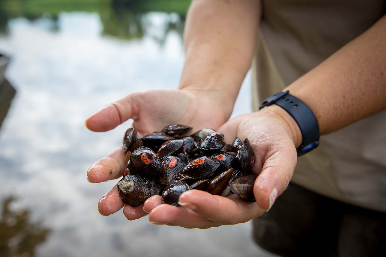 Manos sosteniendo mejillones de agua dulce marcados