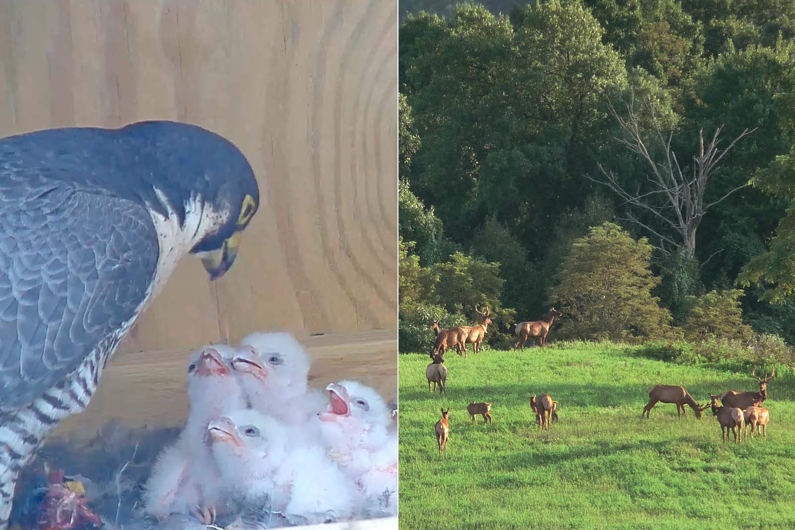 Un padre halcón alimentando a sus polluelos; Un grupo de alces de pie en un campo