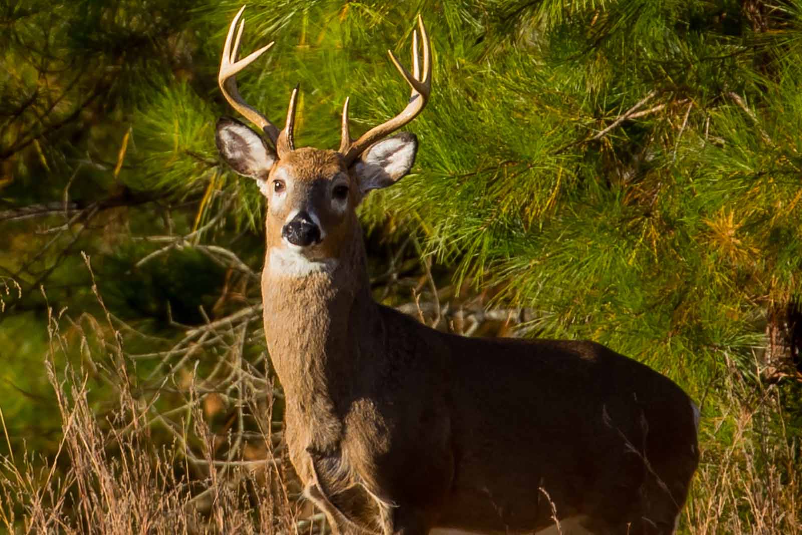 Un ciervo parado en un campo frente a la cámara