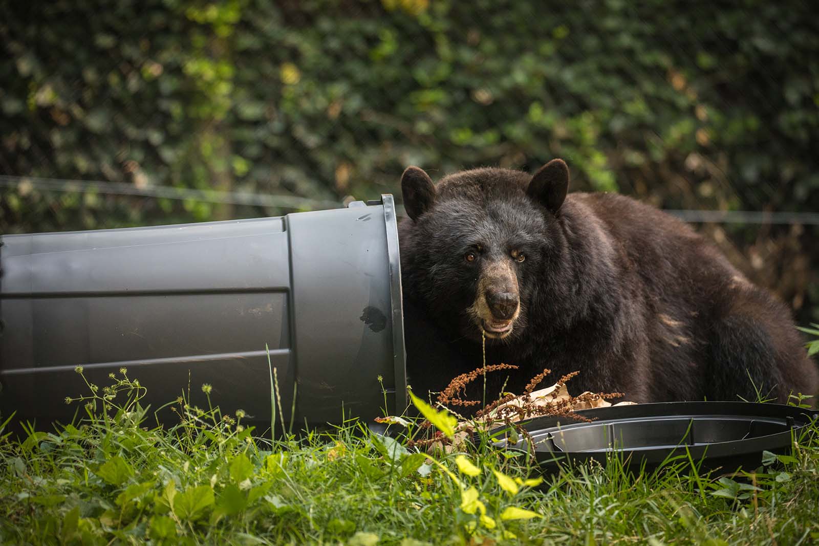 Un oso negro hurgando en un cubo de basura