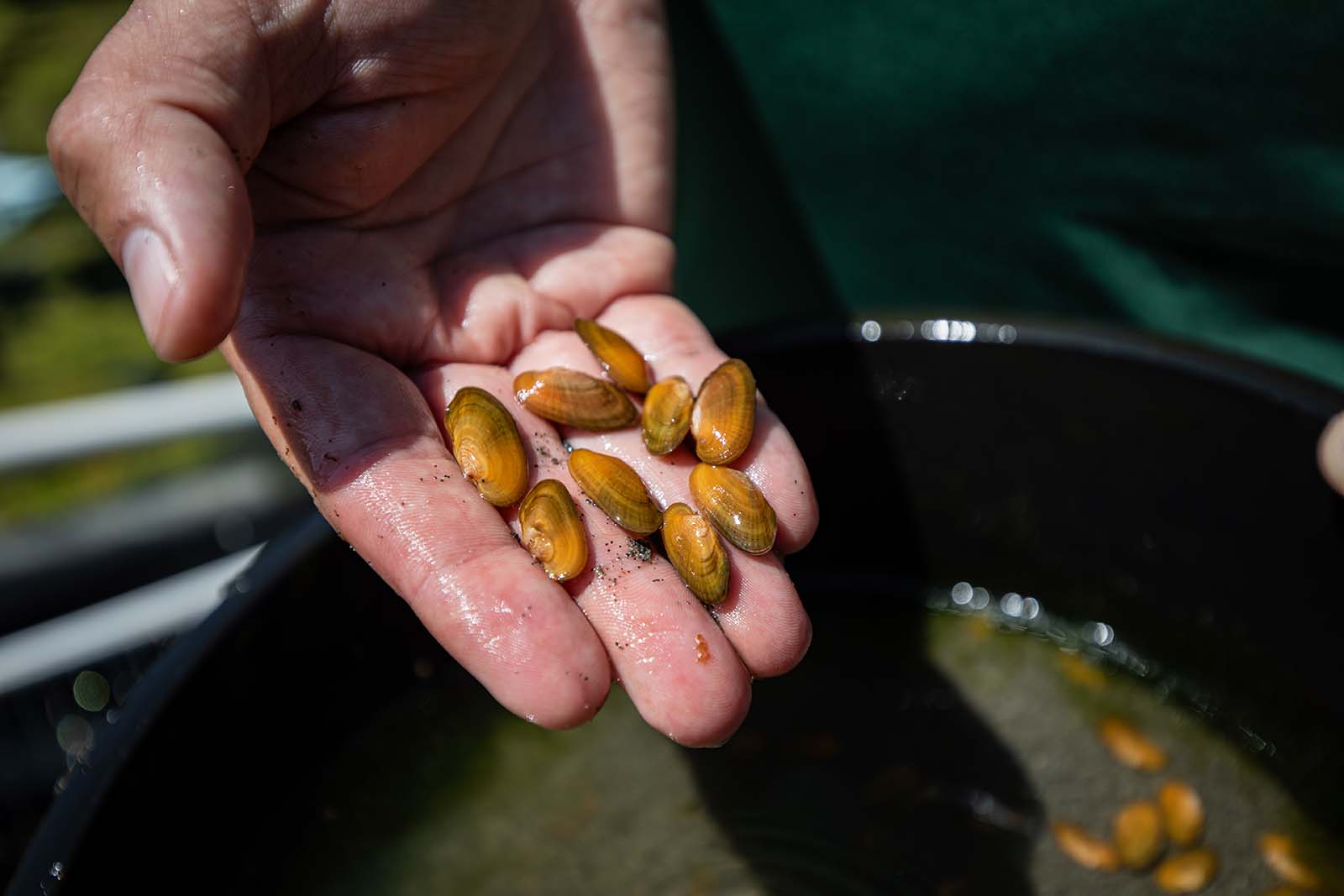 Una mano sosteniendo varios mejillones marrones