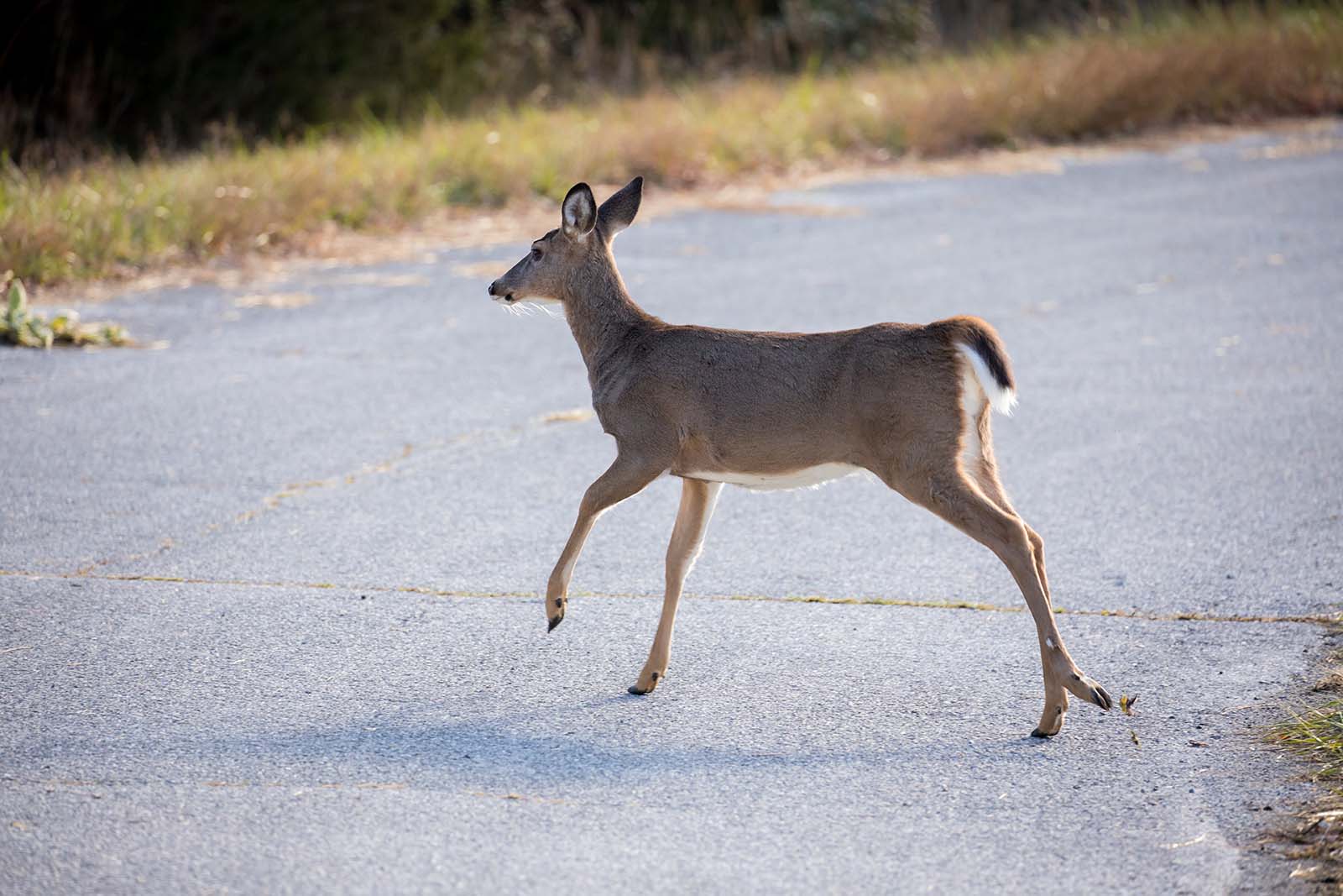 Varios ciervos cruzando por debajo de un paso elevado
