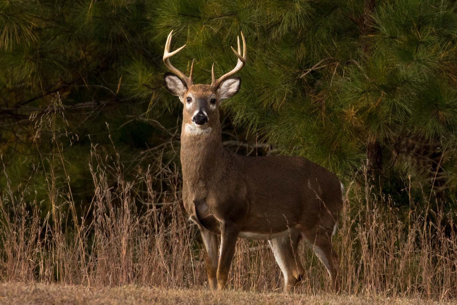 Un ciervo parado en el borde de un campo cerca de un grupo de pinos