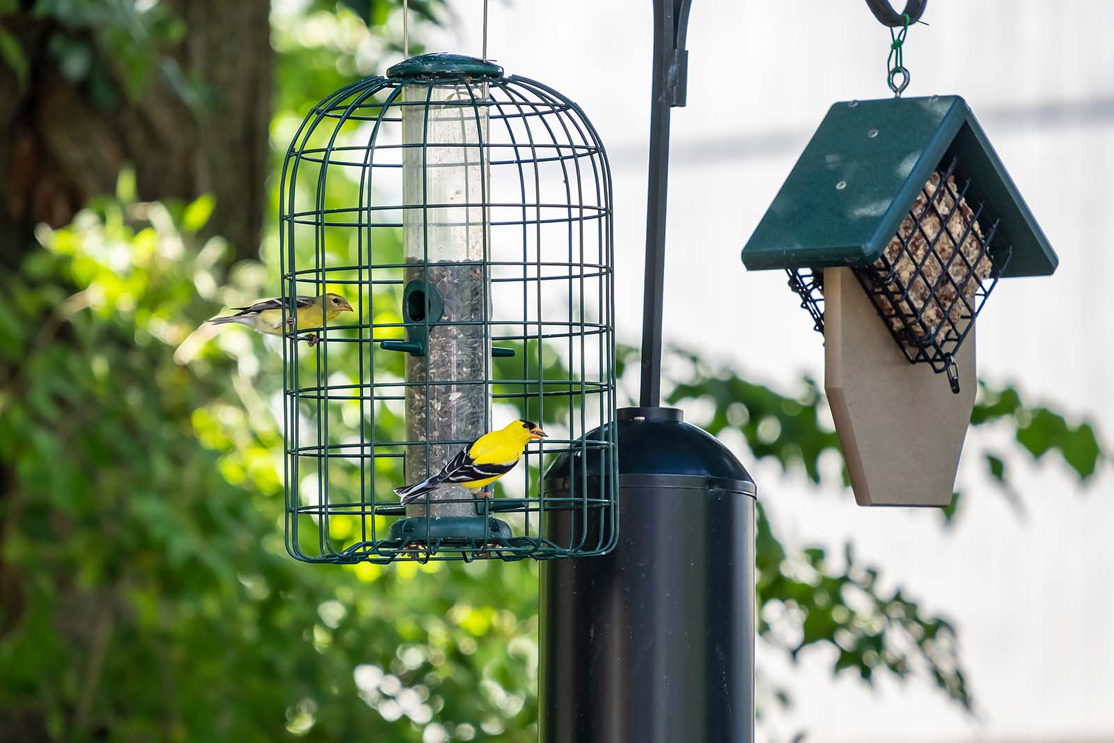 Un comedero para pájaros con dos pájaros amarillos y negros posados
