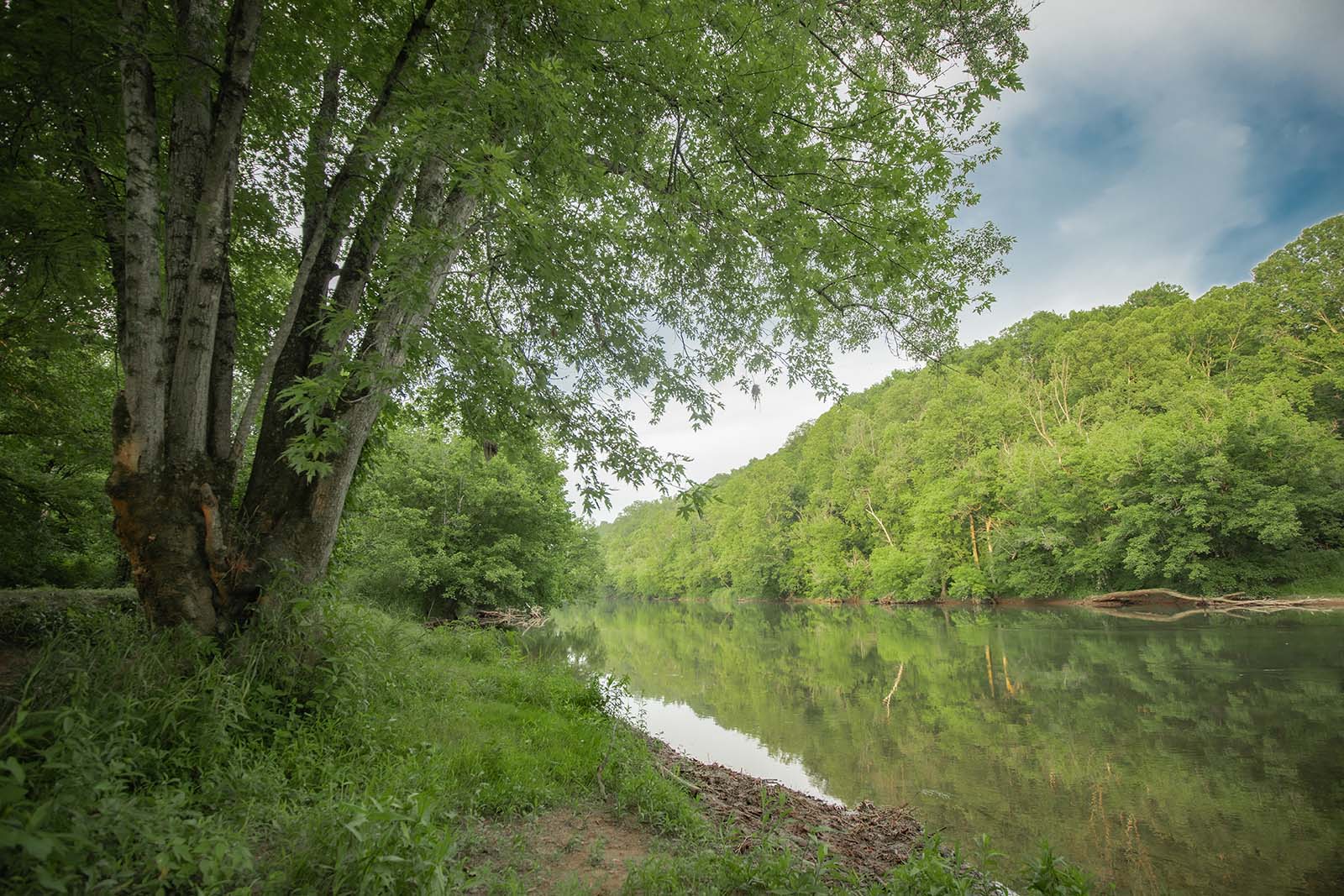 Una vista de un río plácido desde una orilla cubierta de árboles y hierba