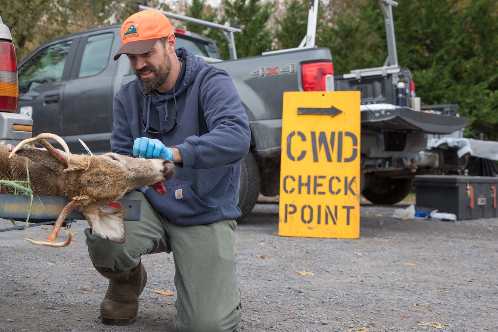 Un hombre con un sombrero de color naranja brillante y guantes de examen examina a un ciervo para detectar la CWD