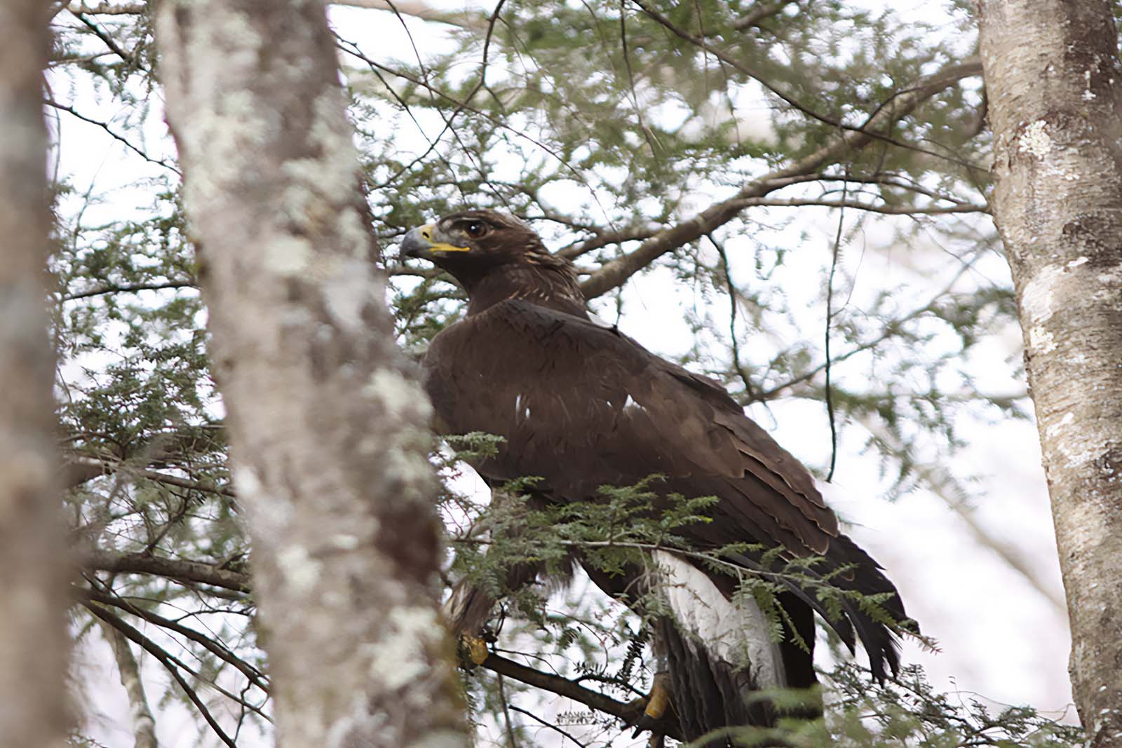 Un águila real en un árbol