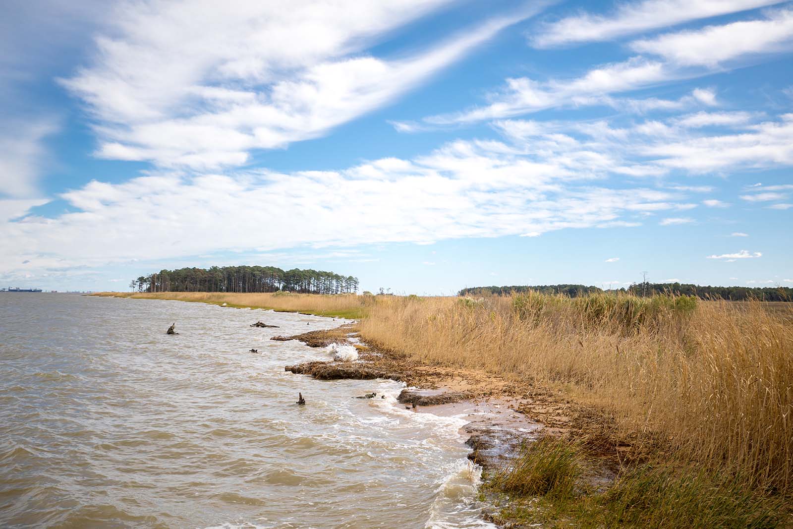 Una costa cubierta de hierba cerca del agua, árboles en la distancia