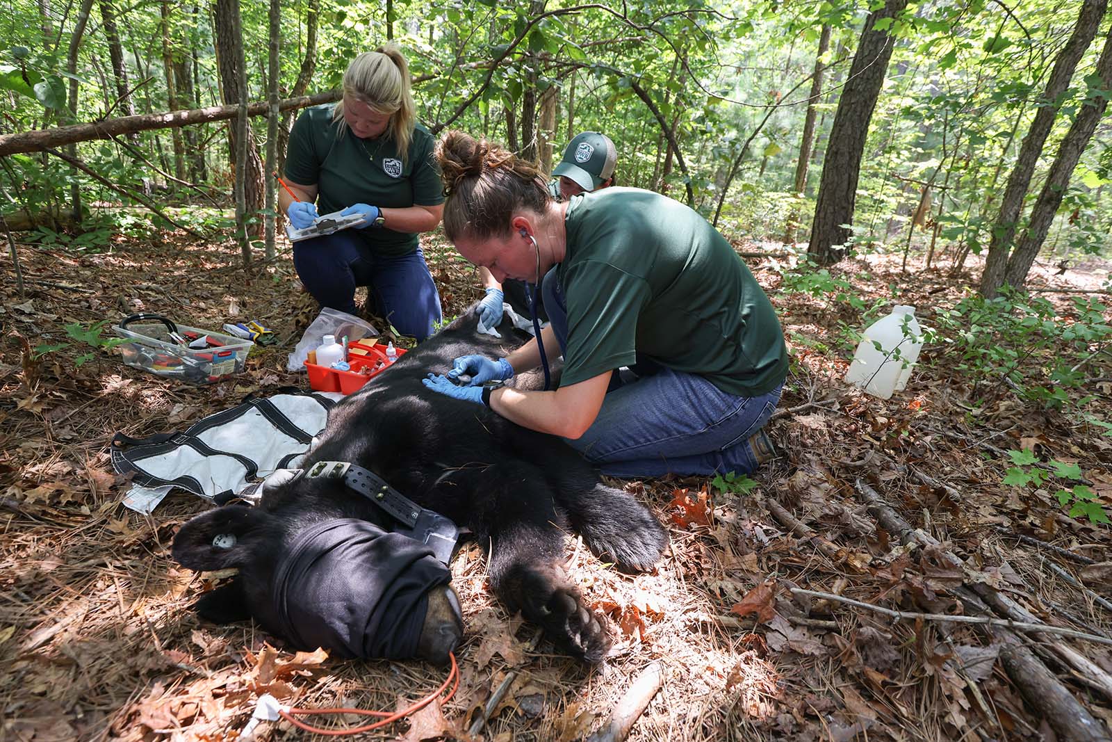 Dos biólogos evalúan a un oso negro sedado