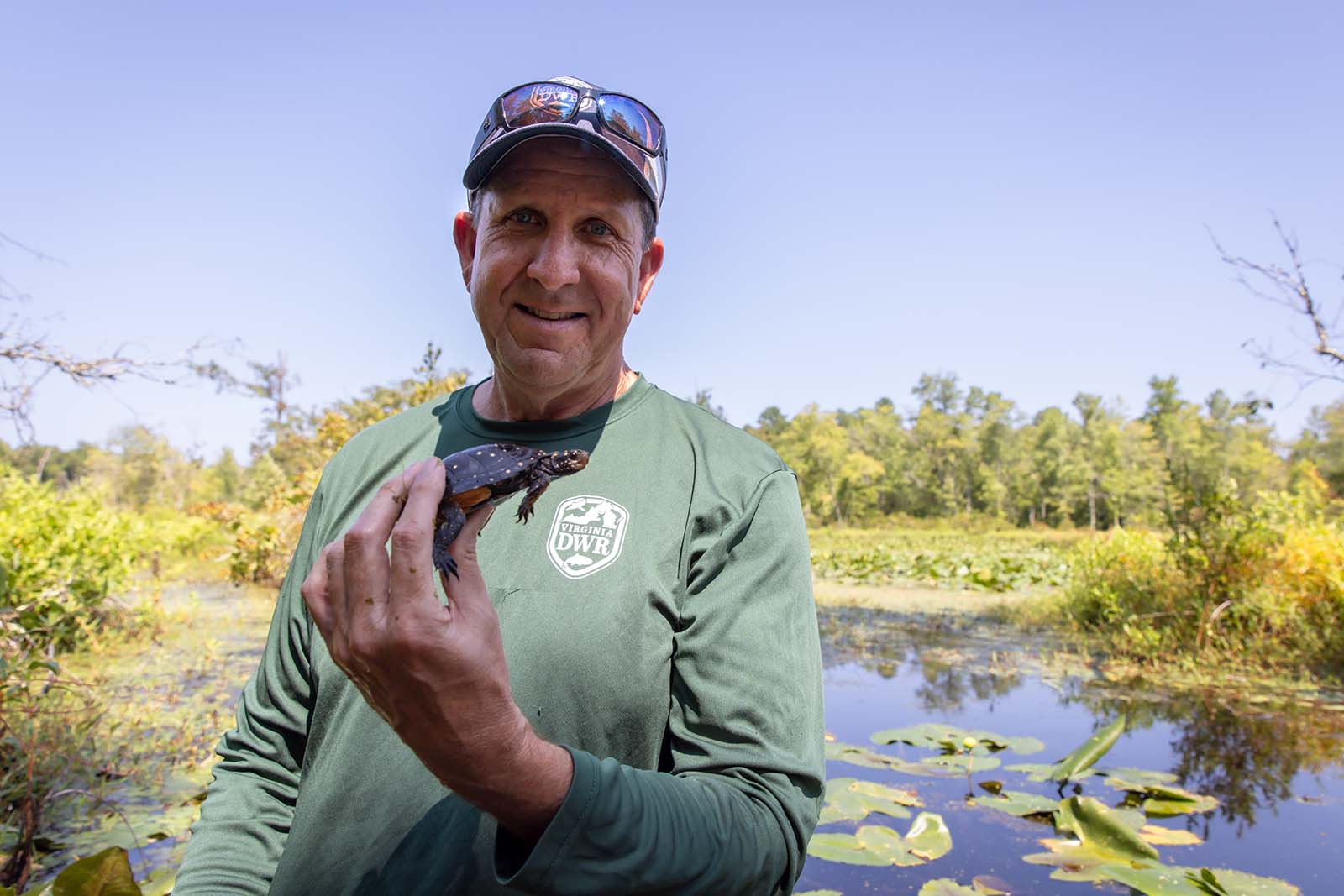 Un biólogo del DWR sostiene una tortuga manchada