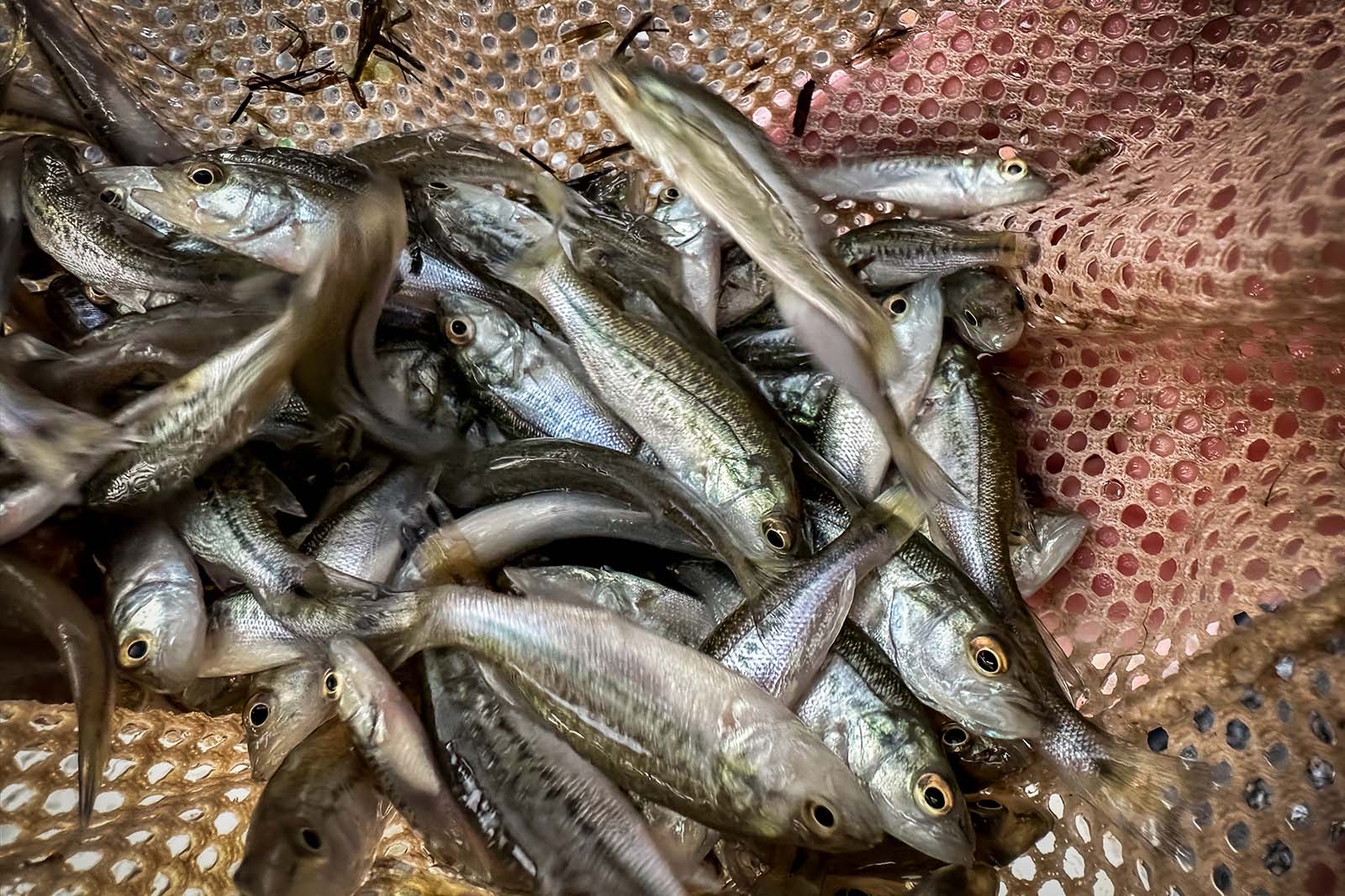 Una foto en primer plano de una red llena de peces