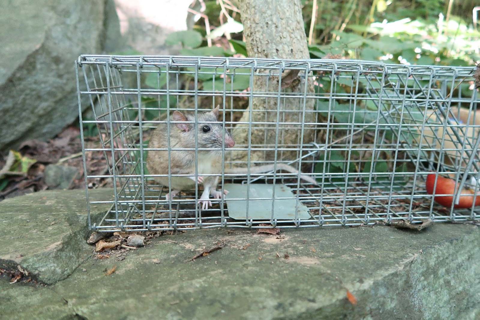 Una rata de bosque de Allegheny en una jaula trampa