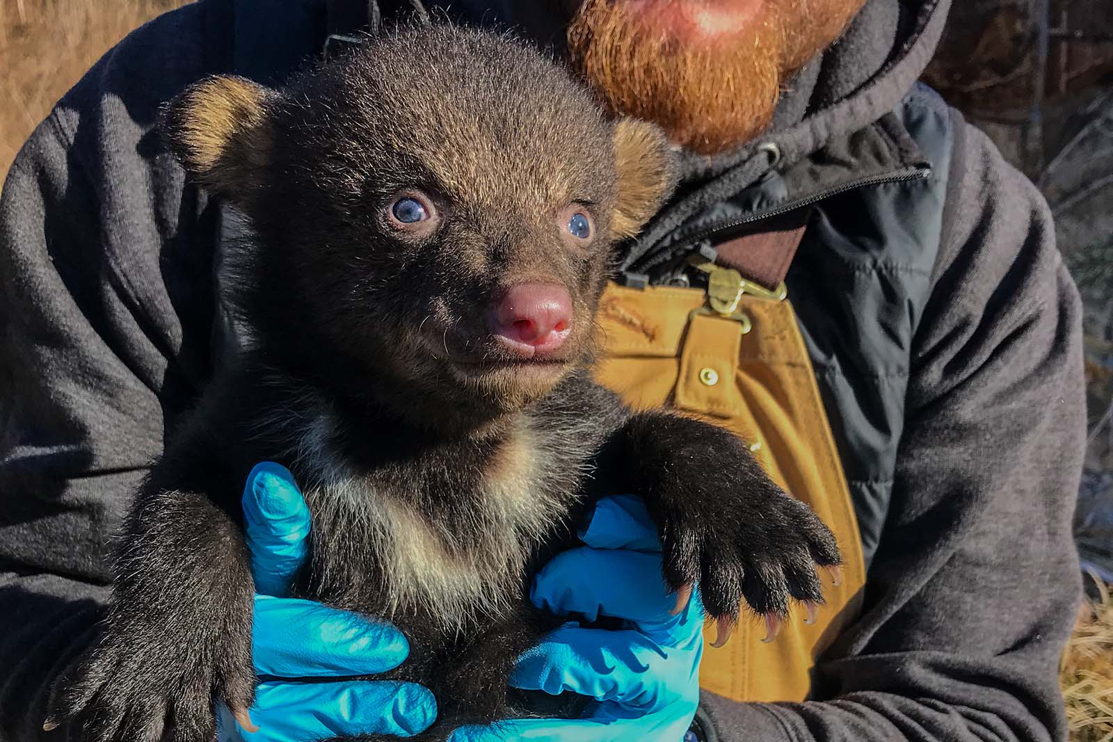 Un biólogo sosteniendo un cachorro de oso