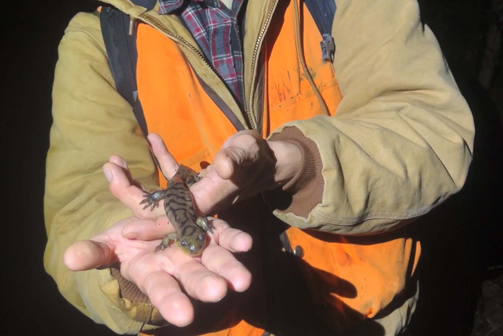 Un biólogo mostrando un animal a la cámara